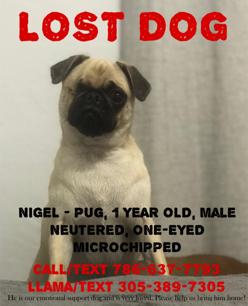 Image of NIGEL, Lost Dog