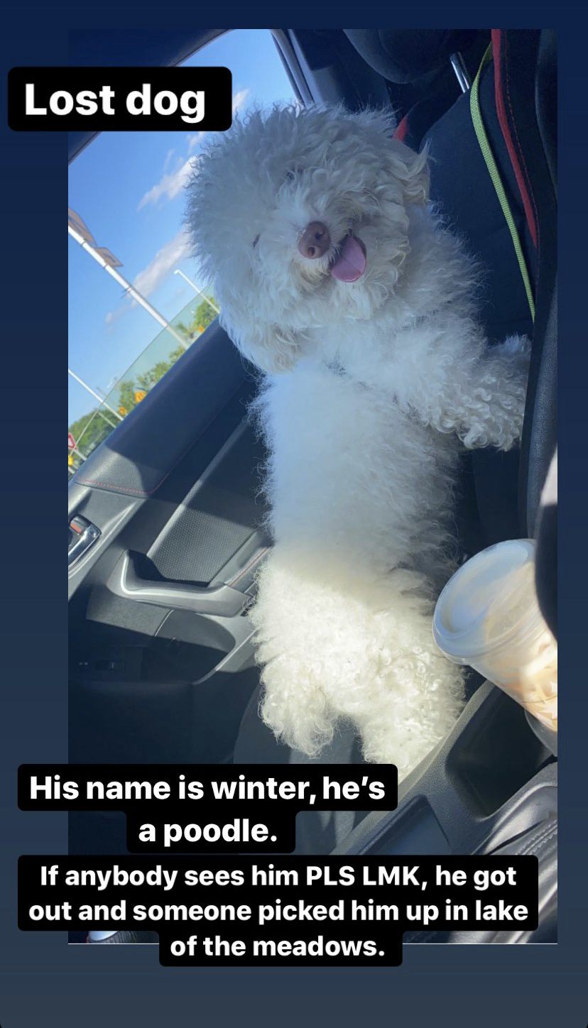 Image of Winter, Lost Dog