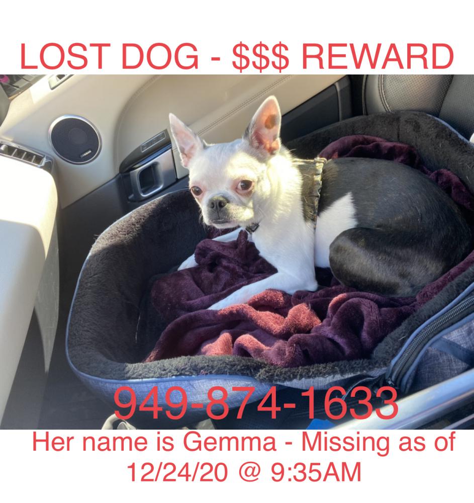 Image of Gemma, Lost Dog