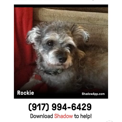 Image of Rockie, Lost Dog