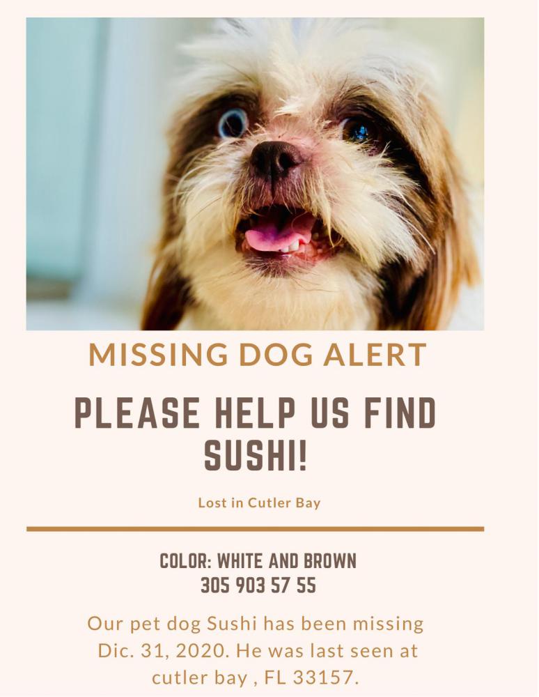 Image of Sushi, Lost Dog