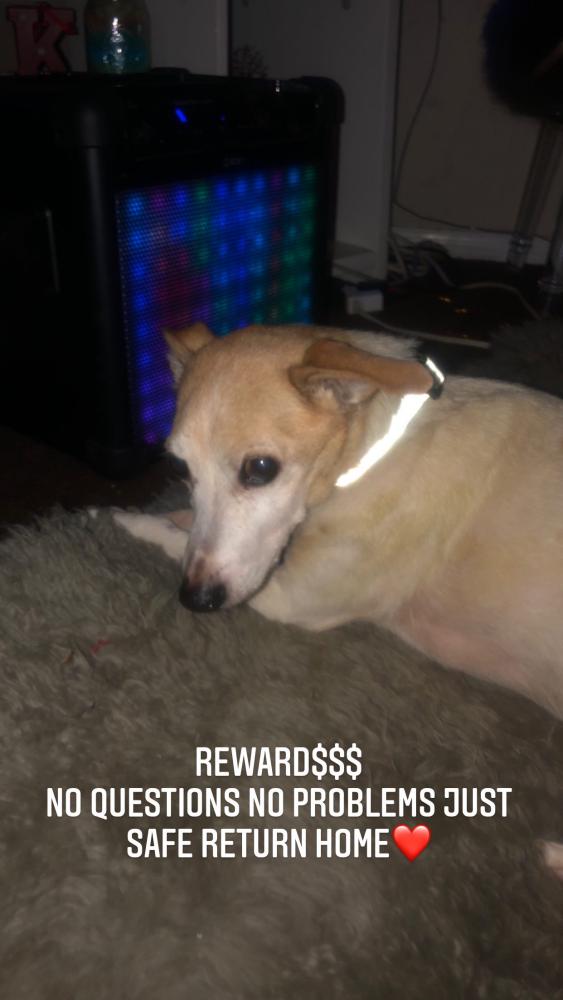 Image of Rudy, Lost Dog