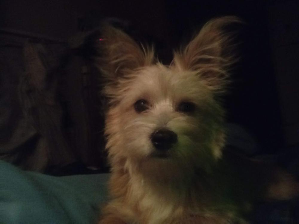 Image of Boo boo, Lost Dog