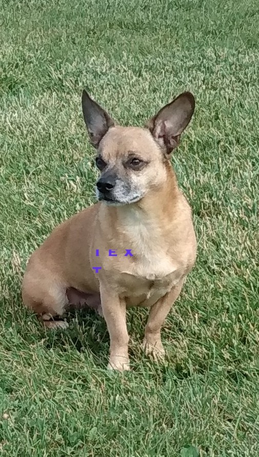 Image of bingo, Lost Dog