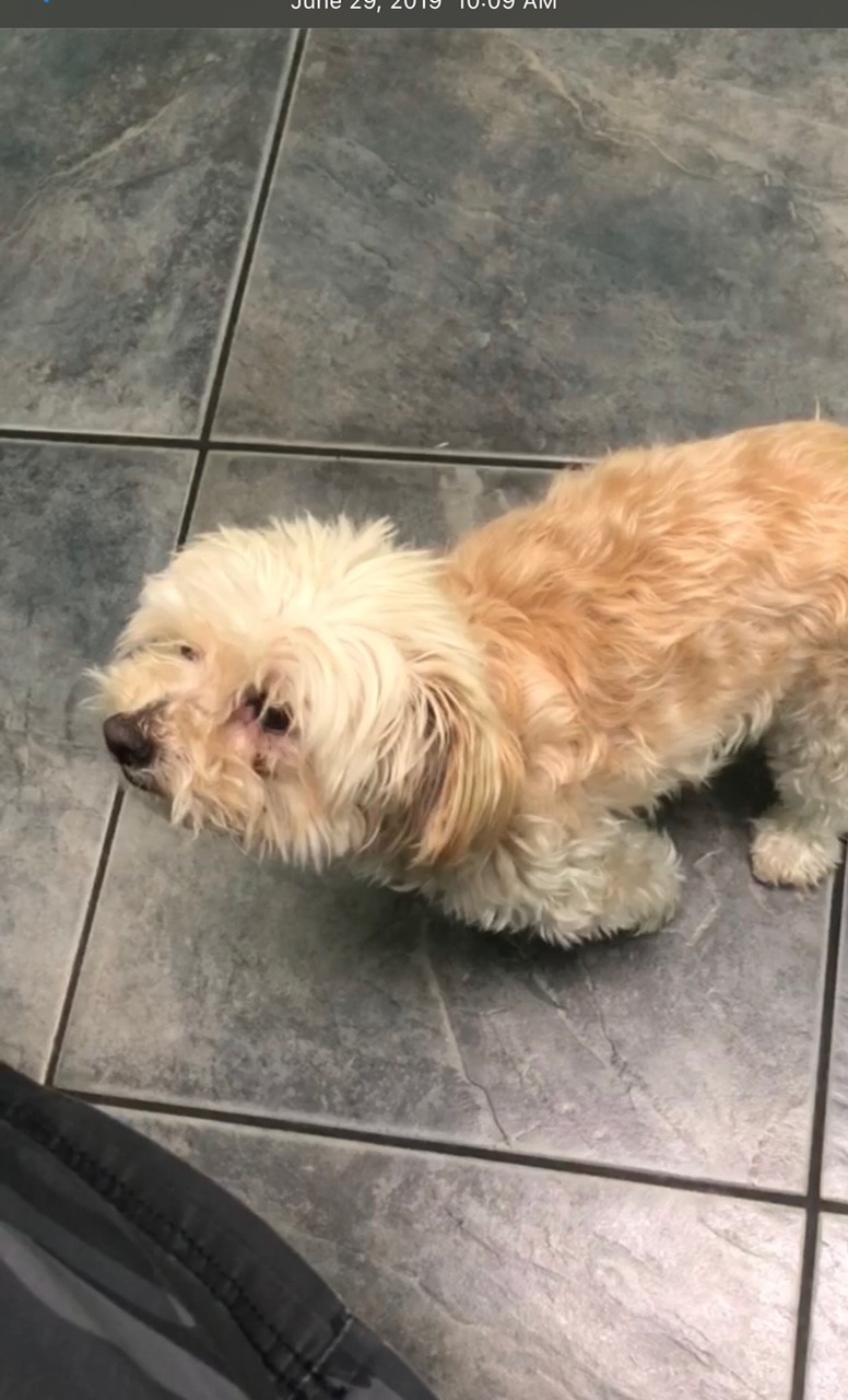 Image of LADY, Lost Dog