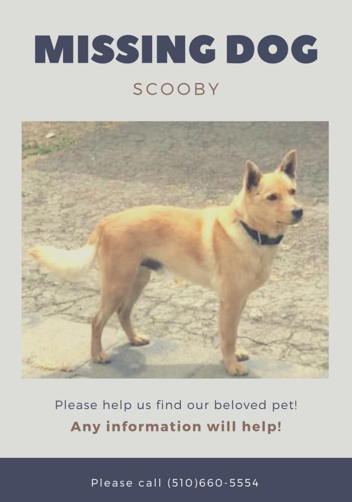 Image of scooby, Lost Dog