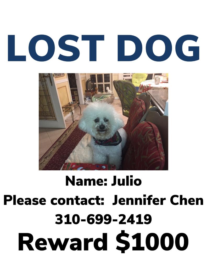 Image of Julio, Lost Dog