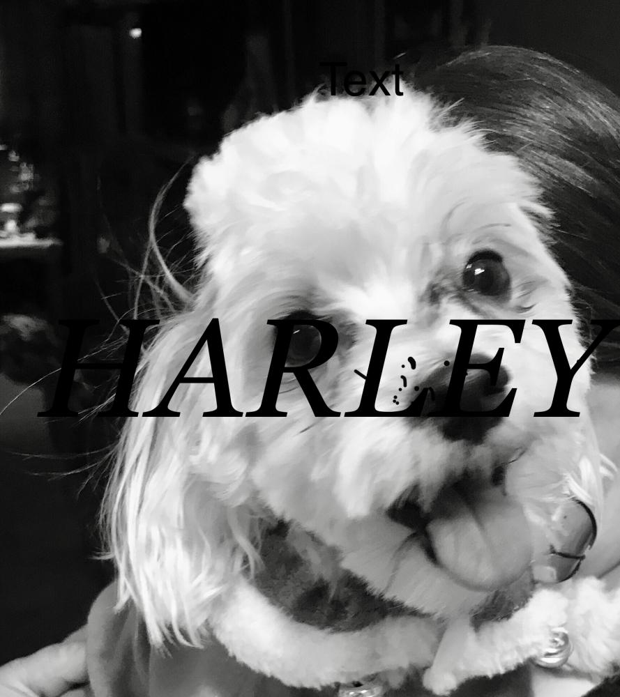 Image of Harley , Lost Dog