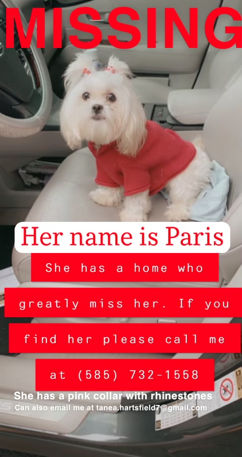 Image of Paris, Lost Dog