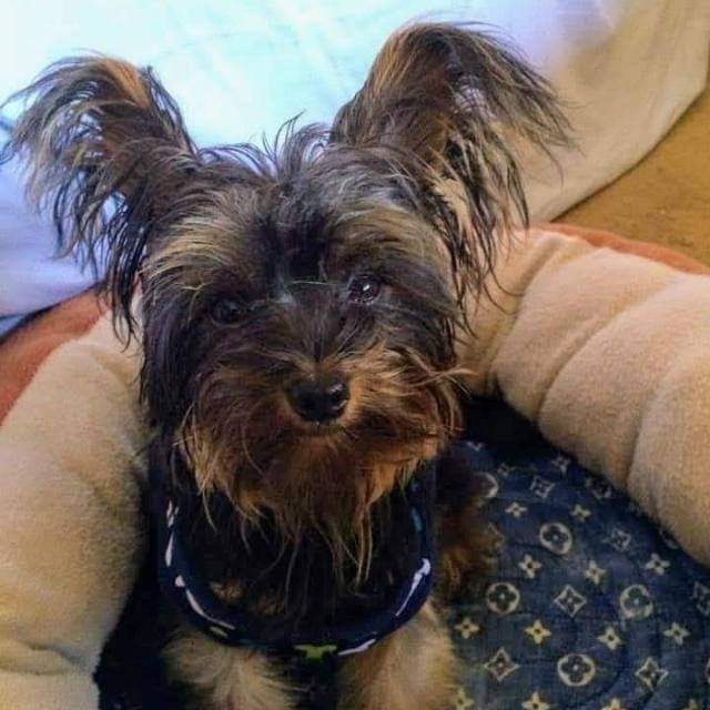 Image of GIZMO, Lost Dog