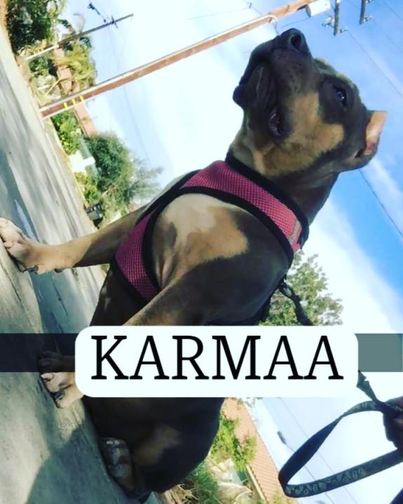 Image of KARMAA, Lost Dog