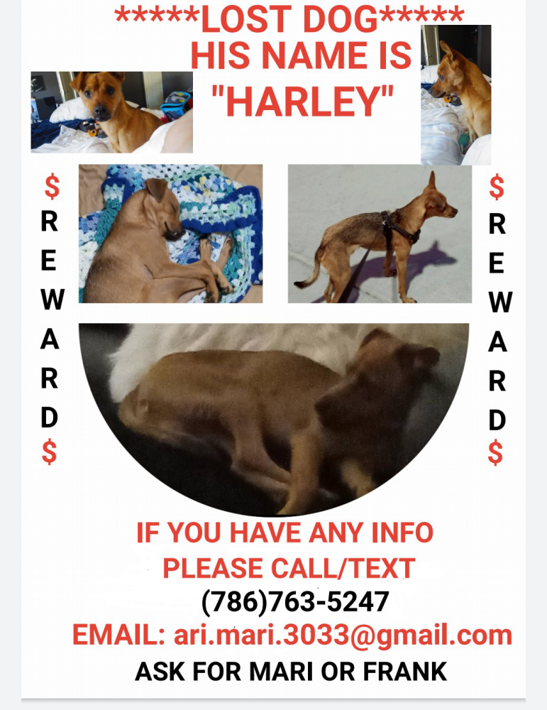 Image of Harley, Lost Dog