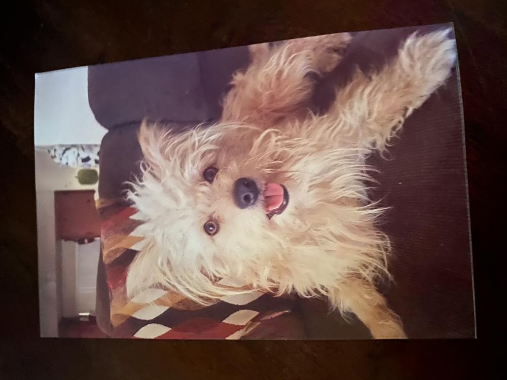 Image of Sunny, Lost Dog