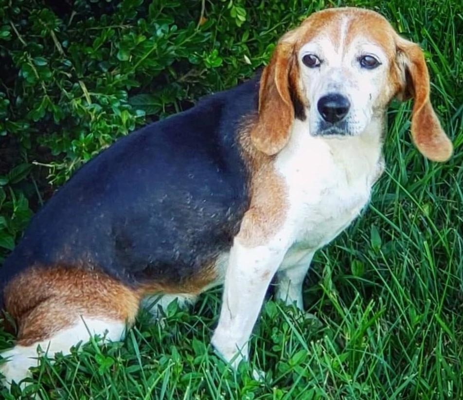 Lost Dog Beagle in ELIZABETHTOWN, KY Lost My Doggie