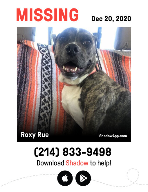 Image of Roxy Rue, Lost Dog