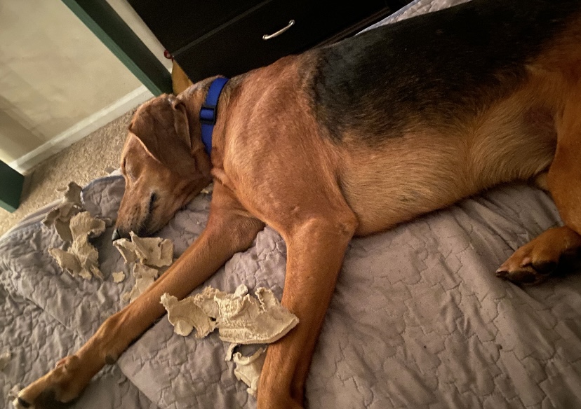 Lost Dog Hound in CHARLESTON, SC Lost My Doggie