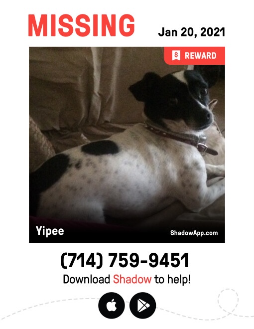 Image of Yipee, Lost Dog