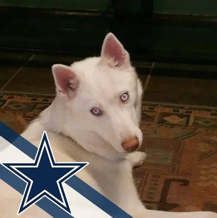 Image of Dallas, Lost Dog