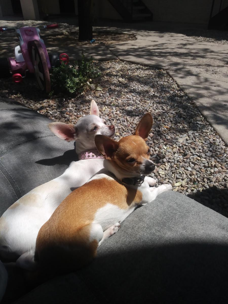Image of Baby & Puppy du, Lost Dog