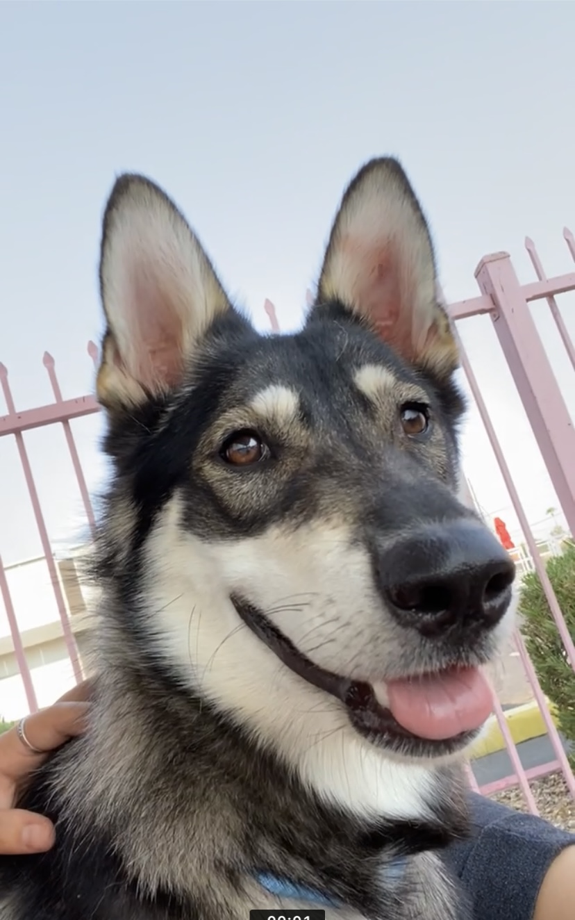 Image of Azul, Lost Dog