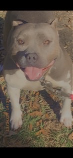 Image of Storm, Lost Dog