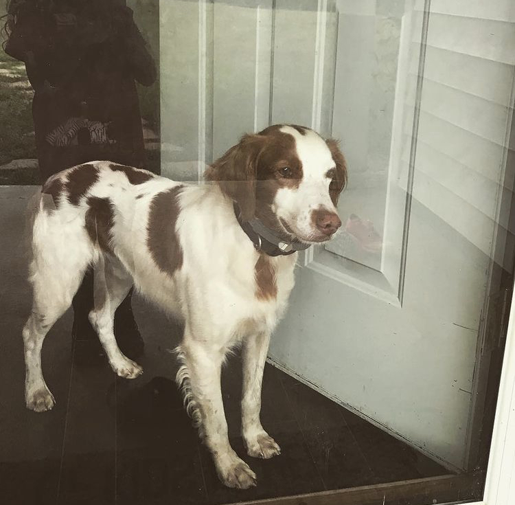 Image of Cooper, Lost Dog