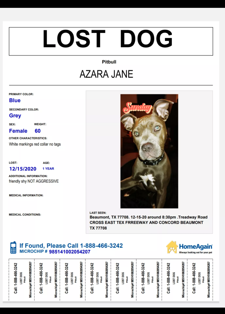 Image of AZara Jane, Lost Dog