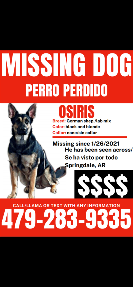 Image of Osiris, Lost Dog