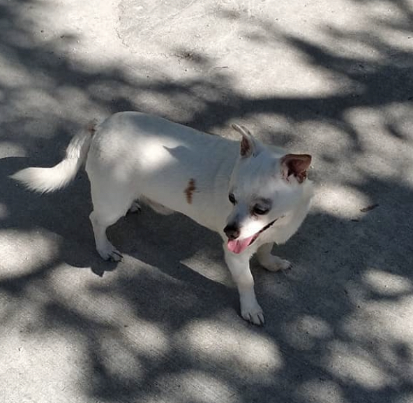 Image of Casper, Lost Dog