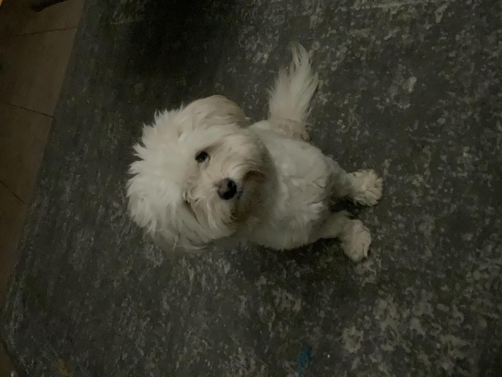 Image of Booboo, Lost Dog