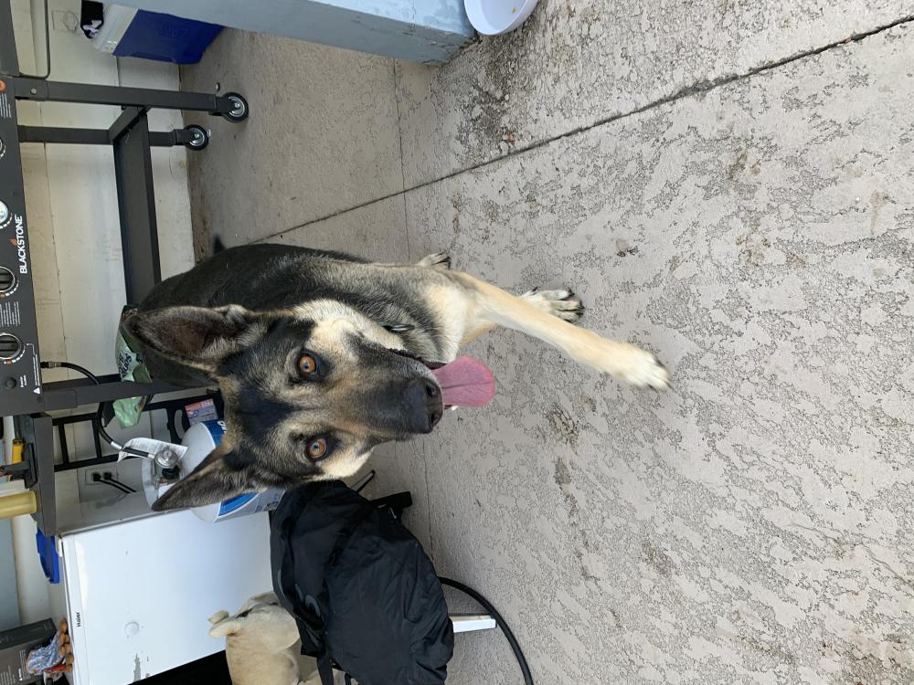 Image of German Shepard Found, Found Dog