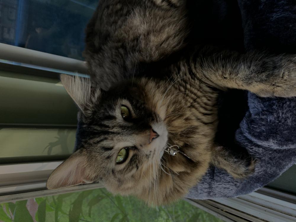 Image of Floyd, Lost Cat