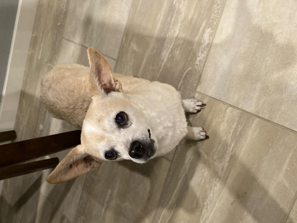 Image of Cookie, Found Dog