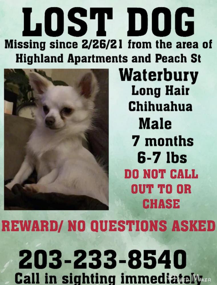 Image of Dunkin, Lost Dog