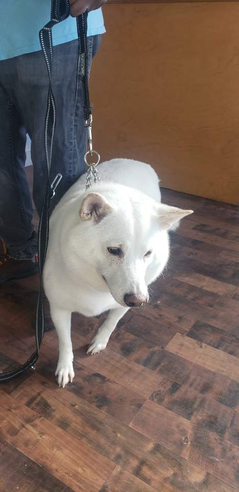 Image of Polo Kim, Lost Dog