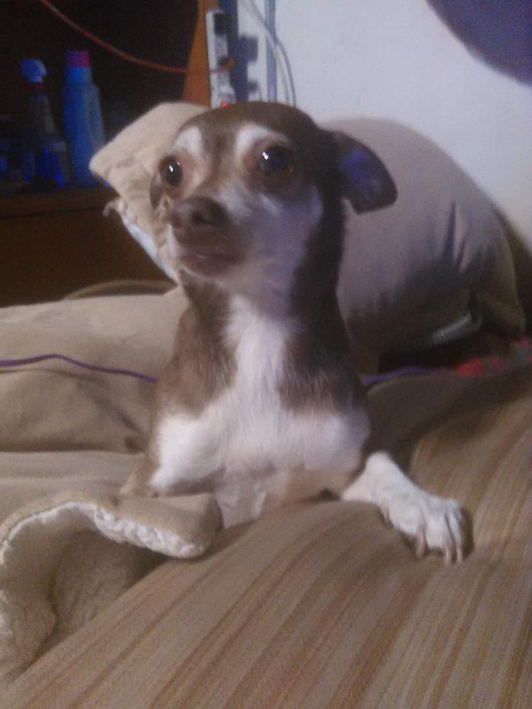 Image of TINKERBELL, Lost Dog