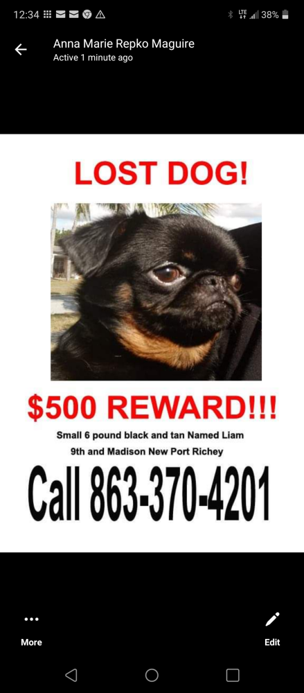 Image of Liam, Lost Dog