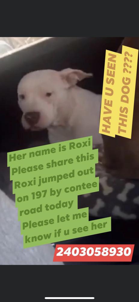 Image of Roxi, Lost Dog
