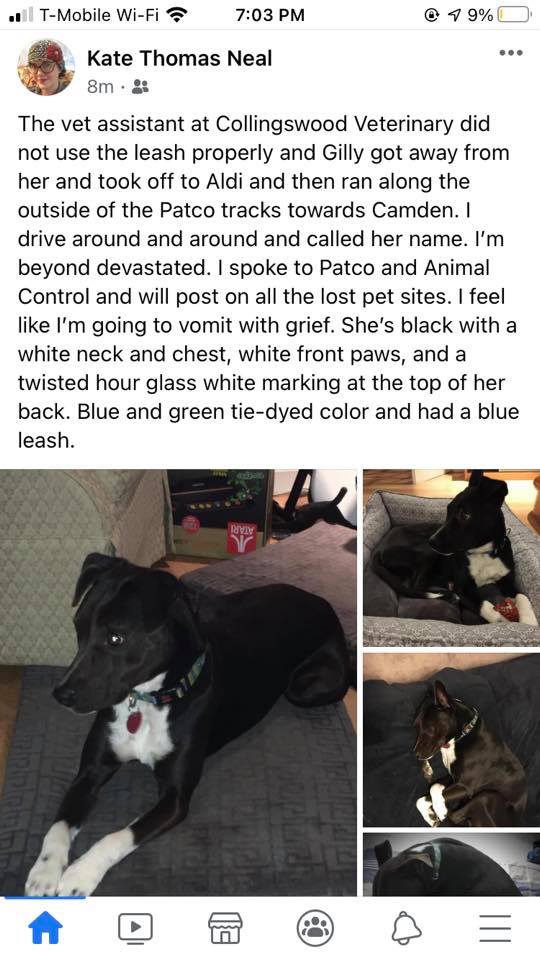 Image of Gilly, Lost Dog