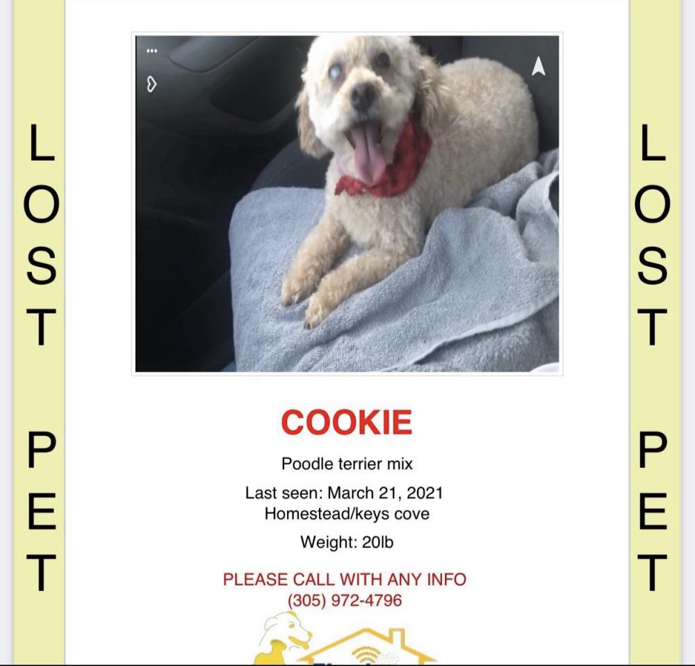 Image of Cookie, Lost Dog