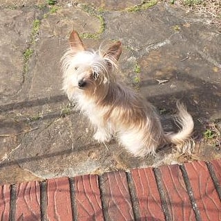 Image of Coconut, Lost Dog