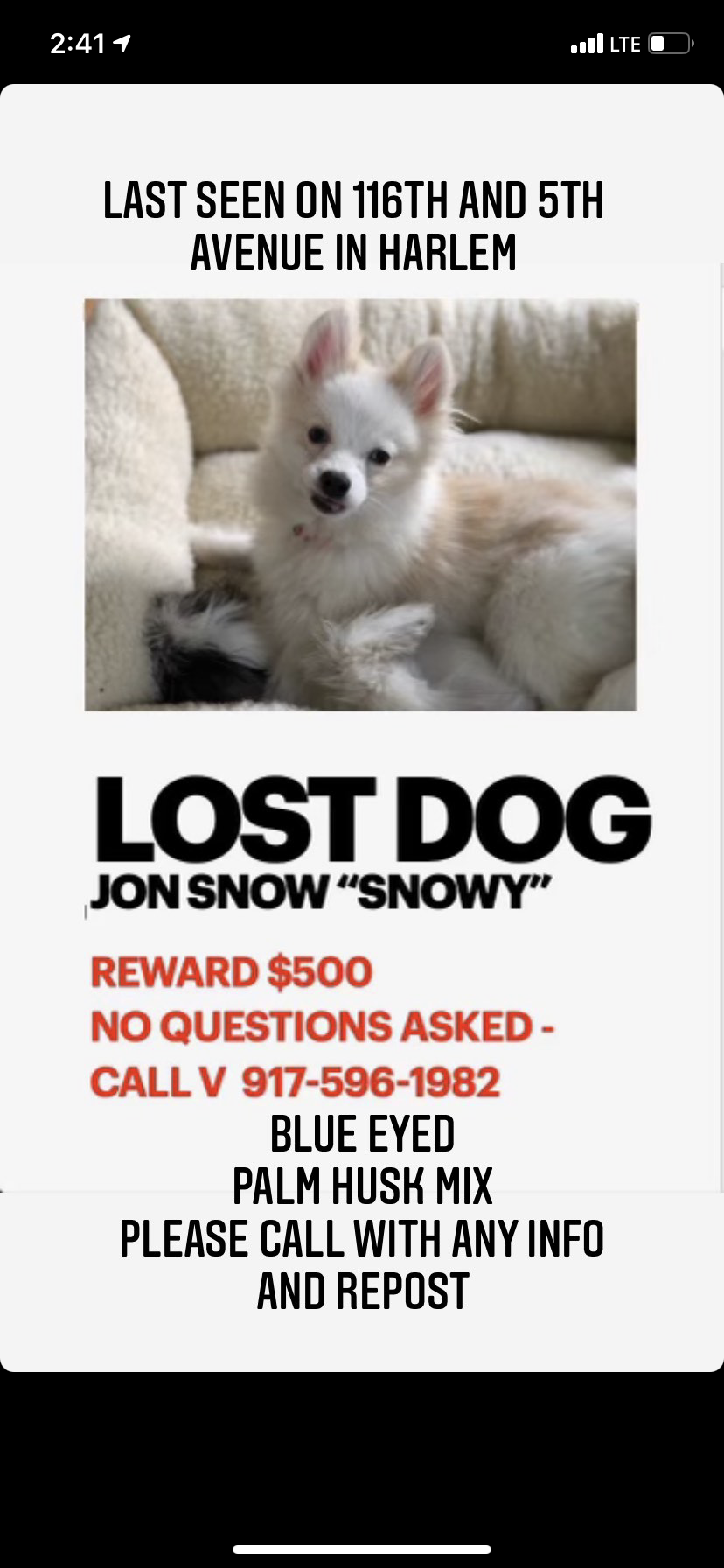 Image of Jon snow, Lost Dog