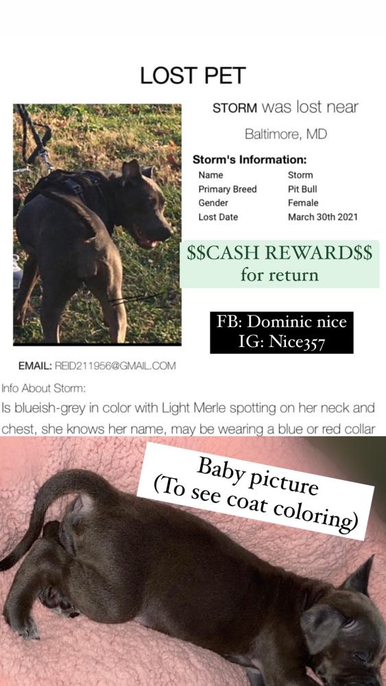 Image of Storm, Lost Dog