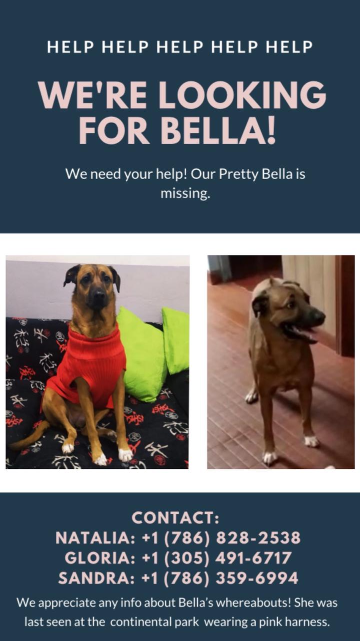 Image of Bellq, Lost Dog