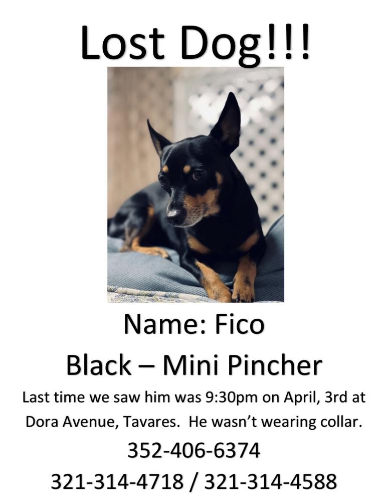 Image of Fico, Lost Dog
