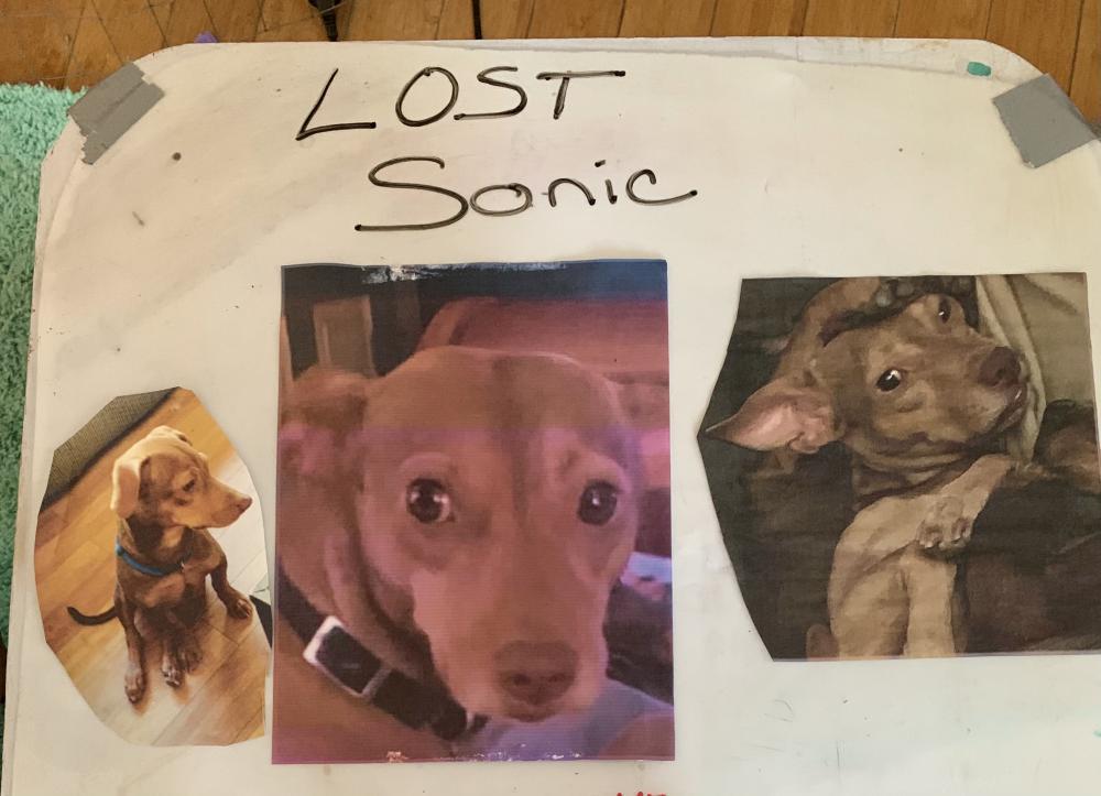 Image of Sonic Baker, Lost Dog