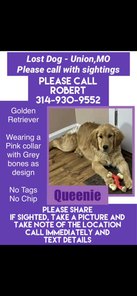 Image of Queenie, Lost Dog