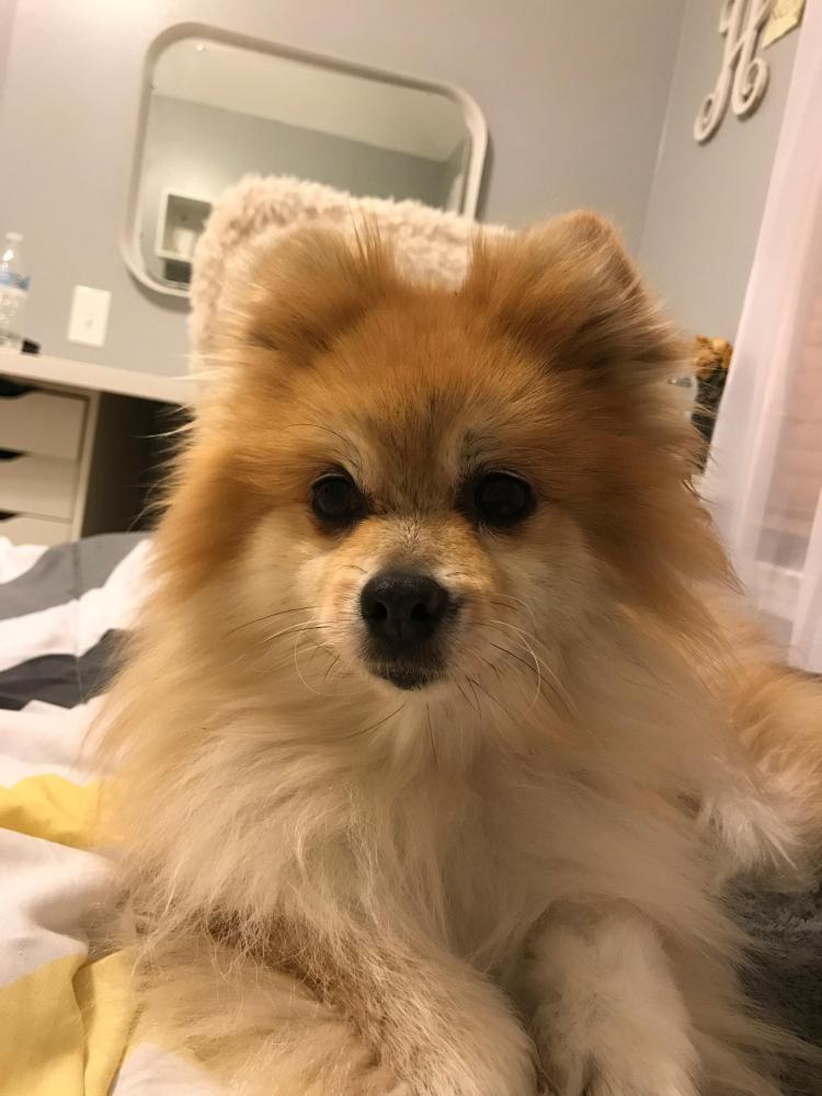 Image of FLUFFY, Lost Dog