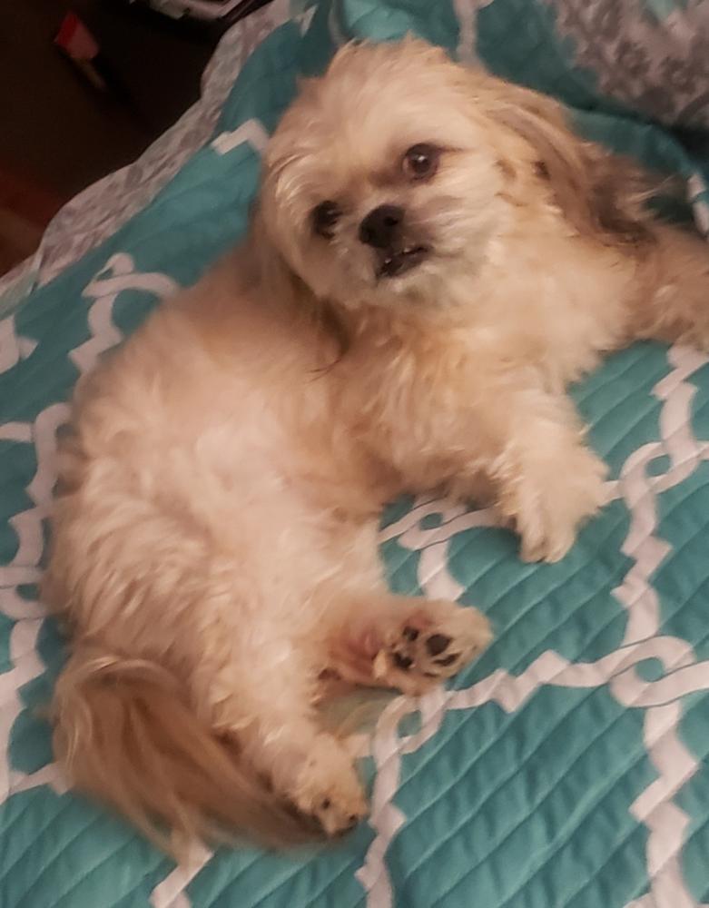 Image of Pachurro, Lost Dog