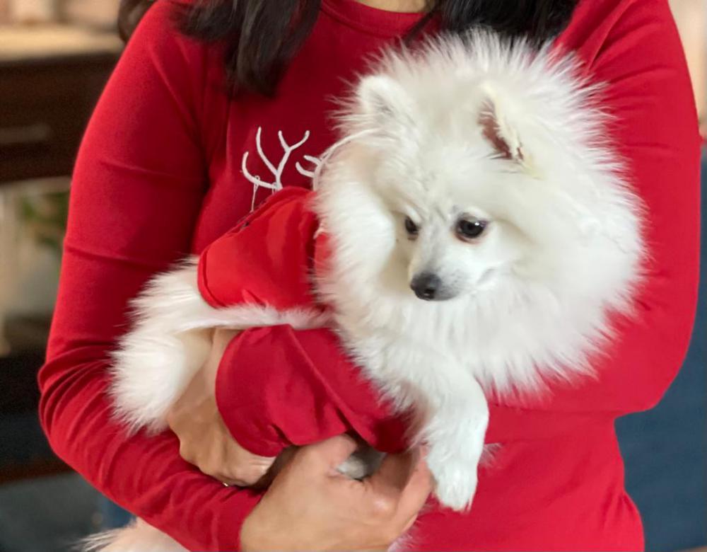 Lost Dog Pomeranian in SAN MATEO, CA - Lost My Doggie